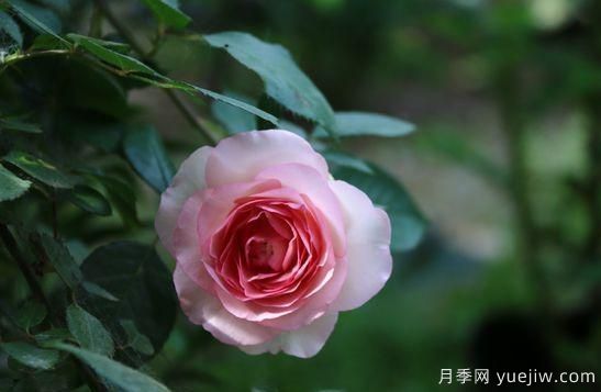 弗洛倫蒂娜、大游行、亞伯拉罕、藍(lán)色陰雨等藤本月季的優(yōu)缺點(diǎn)是什么？(圖6)