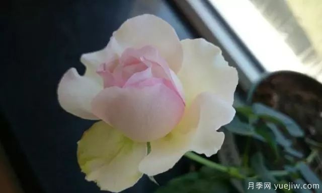 10大伊芙系列月季品種，花大濃香十分誘人(圖9)