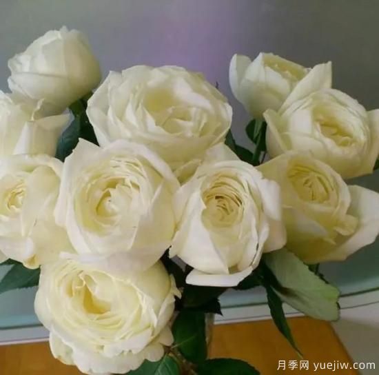 10大伊芙系列月季品種，花大濃香十分誘人(圖11)