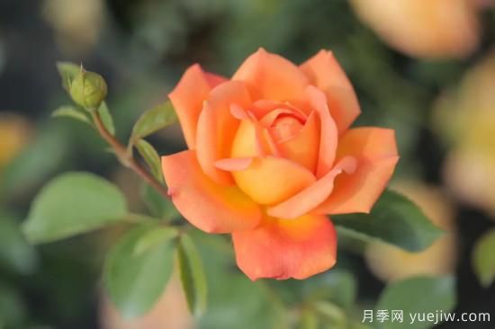 好期在四時，深愛如長風(fēng)，摯愛月季(圖2)