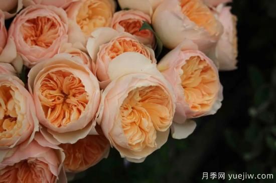 好期在四時，深愛如長風(fēng)，摯愛月季(圖5)