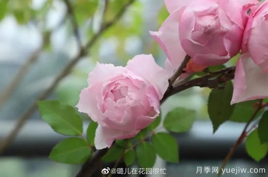 好期在四時，深愛如長風(fēng)，摯愛月季(圖4)