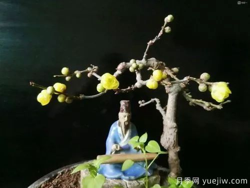 好看又省心，冬季適合懶人養(yǎng)的八大花卉植物(圖3)