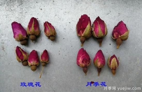 月季和玫瑰如何區(qū)分？圖解科普很詳細(xì)(圖2)
