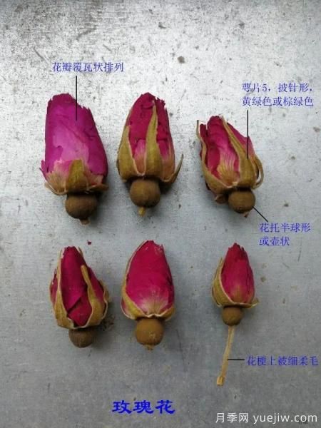 月季和玫瑰如何區(qū)分？圖解科普很詳細(xì)(圖3)