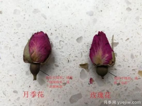 月季和玫瑰如何區(qū)分？圖解科普很詳細(xì)(圖5)