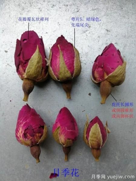 月季和玫瑰如何區(qū)分？圖解科普很詳細(xì)(圖4)