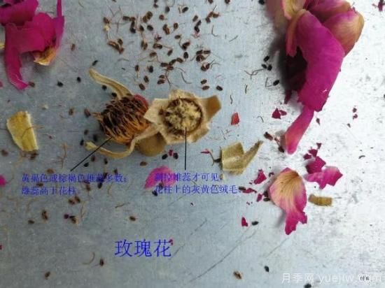 月季和玫瑰如何區(qū)分？圖解科普很詳細(xì)(圖6)