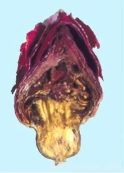 月季和玫瑰如何區(qū)分？圖解科普很詳細(xì)(圖11)