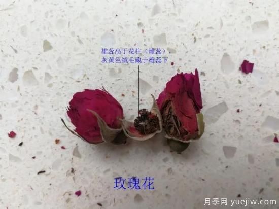 月季和玫瑰如何區(qū)分？圖解科普很詳細(xì)(圖8)