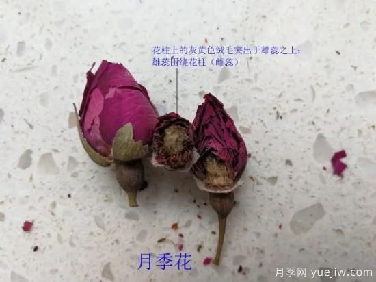 月季和玫瑰如何區(qū)分？圖解科普很詳細(xì)(圖9)