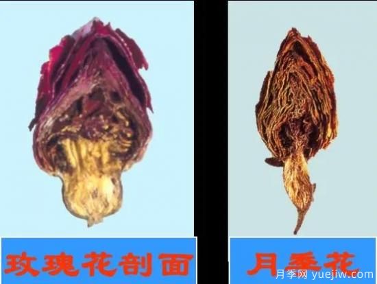月季和玫瑰如何區(qū)分？圖解科普很詳細(xì)(圖10)