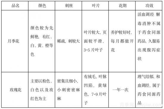 月季和玫瑰如何區(qū)分？圖解科普很詳細(xì)(圖14)