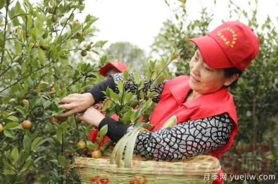 光山油茶果：從種得好到賣得好，怎么做到的(圖1)