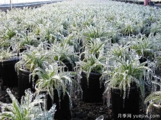 植物受凍后，怎么高效救治？(圖1)