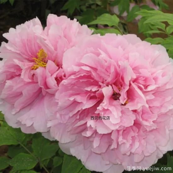 肉芙蓉牡丹，菏澤粉色品種特點(diǎn)介紹(圖1)