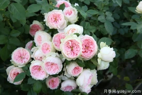 初冬月季花苞打不開，可能是這些原因，有什么應(yīng)對措施(圖6)
