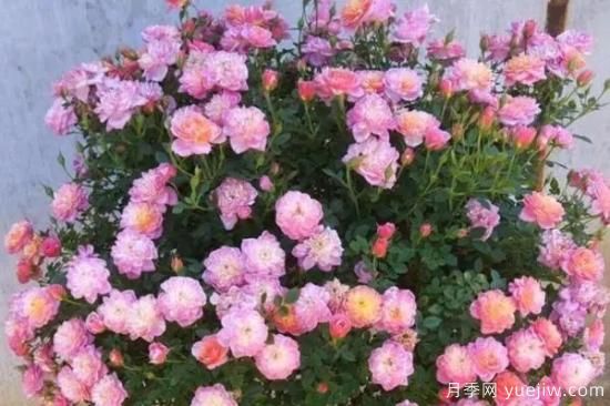 讓盆栽月季花開爆盆的方法，選對(duì)花盆，水肥管理是重點(diǎn)(圖1)
