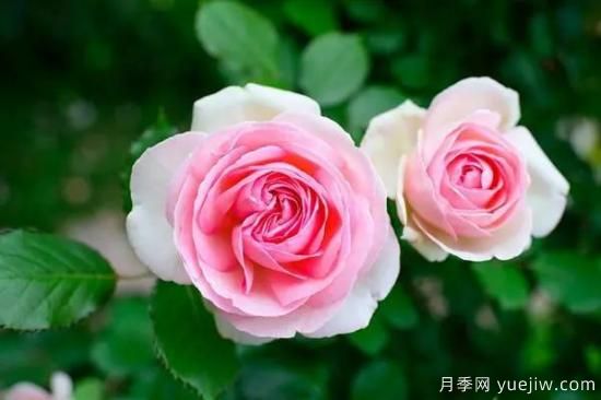 讓盆栽月季花開爆盆的方法，選對(duì)花盆，水肥管理是重點(diǎn)(圖2)