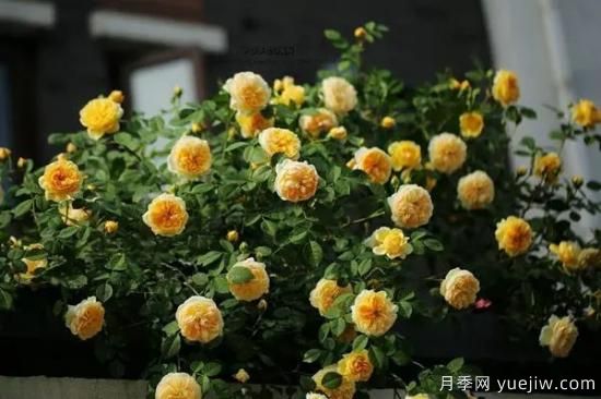 讓盆栽月季花開爆盆的方法，選對(duì)花盆，水肥管理是重點(diǎn)(圖3)
