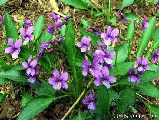 中草藥植物綠化，園林應(yīng)用新潮流？(圖1)