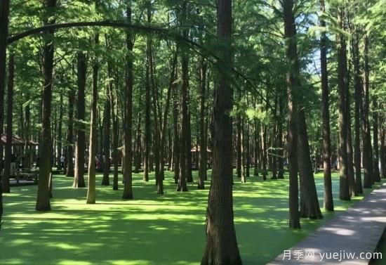 江蘇苗木種植面積276萬(wàn)畝，常州夏溪沭陽(yáng)產(chǎn)銷旺(圖1)