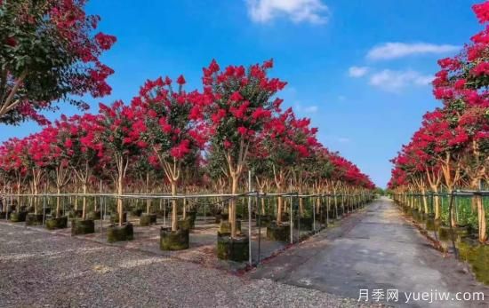 苗木種植需要注意的若干事項(圖2)