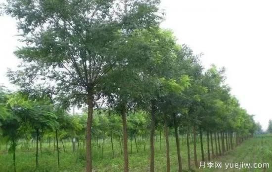 苗木長勢弱怎么辦？(圖1)