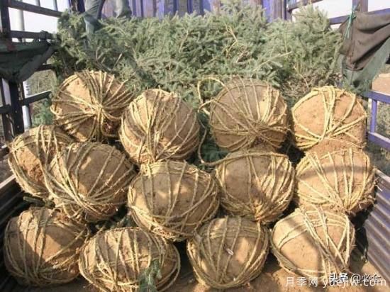 苗木取苗土球該多大合適呢？園林綠化施工挖樹(shù)穴的講究(圖1)