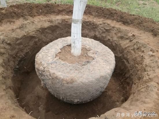 苗木取苗土球該多大合適呢？園林綠化施工挖樹(shù)穴的講究(圖2)