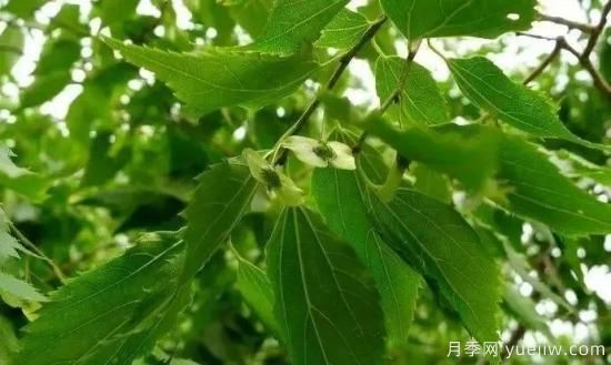 適合我國(guó)西部和北部地區(qū)的綠化種植的苗木推薦(圖2)