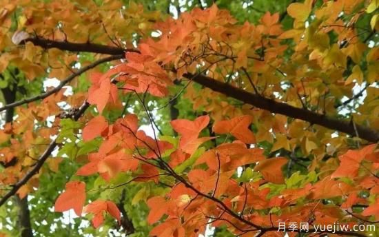 適合我國(guó)西部和北部地區(qū)的綠化種植的苗木推薦(圖1)