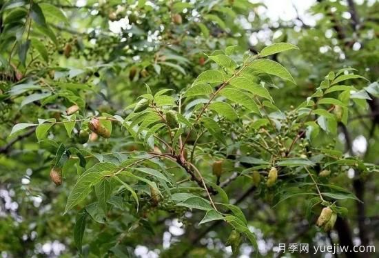 適合我國(guó)西部和北部地區(qū)的綠化種植的苗木推薦(圖3)