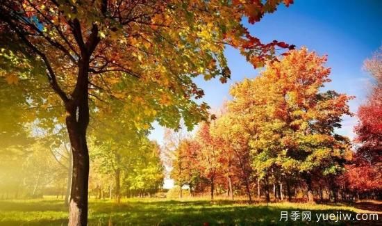 適合我國(guó)西部和北部地區(qū)的綠化種植的苗木推薦(圖4)