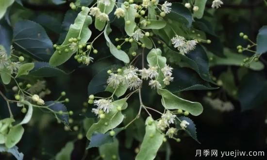 適合我國(guó)西部和北部地區(qū)的綠化種植的苗木推薦(圖5)
