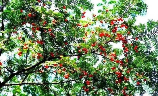適合我國(guó)西部和北部地區(qū)的綠化種植的苗木推薦(圖6)