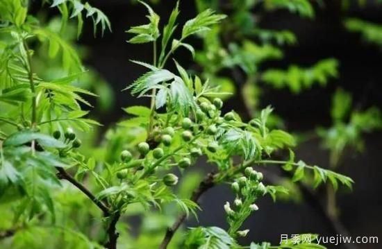 適合我國(guó)西部和北部地區(qū)的綠化種植的苗木推薦(圖7)