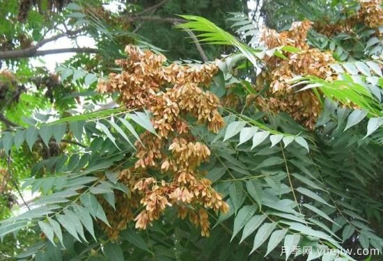 適合我國(guó)西部和北部地區(qū)的綠化種植的苗木推薦(圖8)