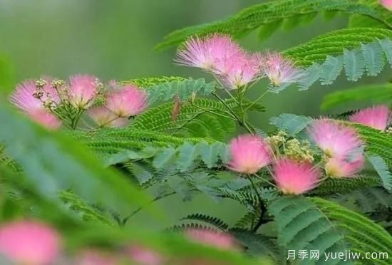 適合我國(guó)西部和北部地區(qū)的綠化種植的苗木推薦(圖9)