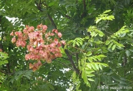 適合我國(guó)西部和北部地區(qū)的綠化種植的苗木推薦(圖10)