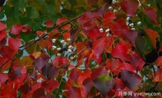 適合我國(guó)西部和北部地區(qū)的綠化種植的苗木推薦(圖12)