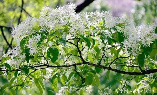 適合我國(guó)西部和北部地區(qū)的綠化種植的苗木推薦(圖11)