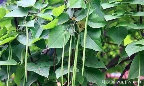 適合我國(guó)西部和北部地區(qū)的綠化種植的苗木推薦(圖13)