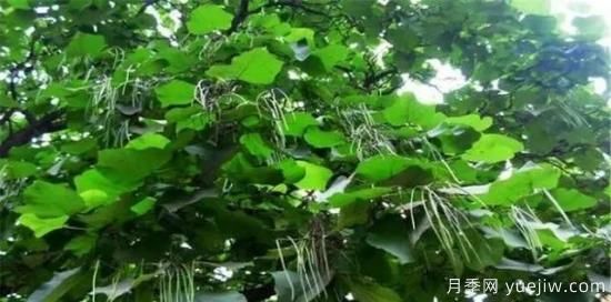 適合我國(guó)西部和北部地區(qū)的綠化種植的苗木推薦(圖14)