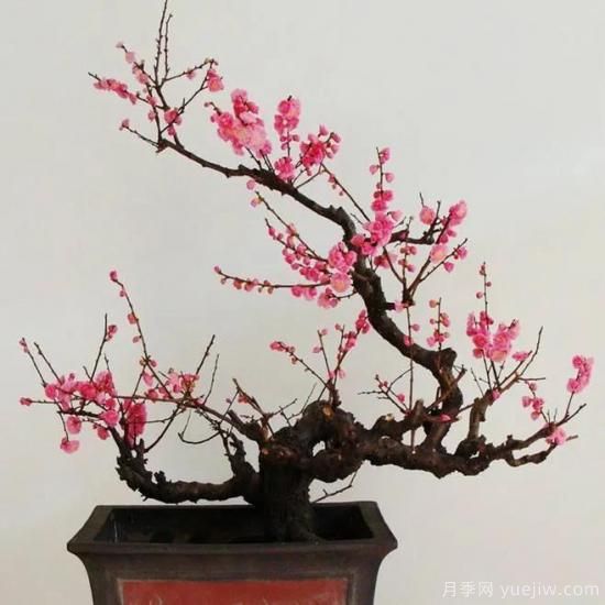 盆栽梅花怎樣施肥與澆水？梅花常見(jiàn)蟲(chóng)害的防治(圖1)
