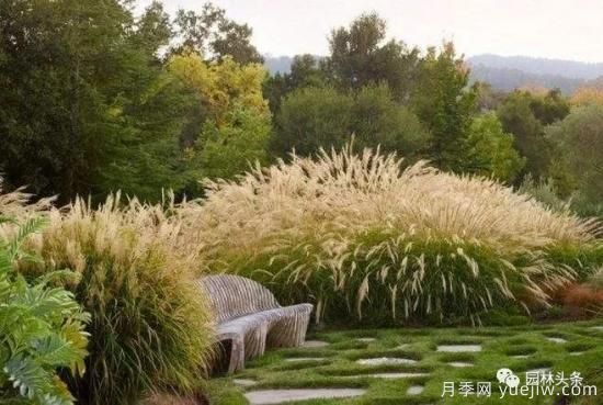 又美又耐寒，適合北方的14個(gè)觀賞草種類推薦(圖2)