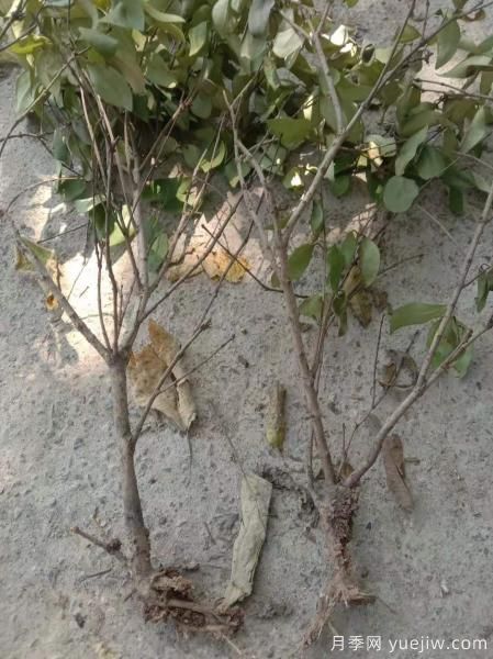 女貞爛根是什么原因造成的？如何挽救？(圖1)