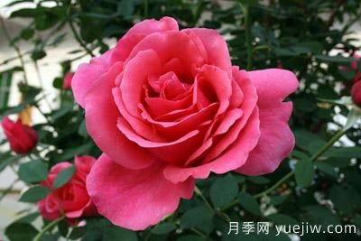 月季花苗什么時(shí)候移栽？月季花苗移栽注意事項(xiàng)(圖2)