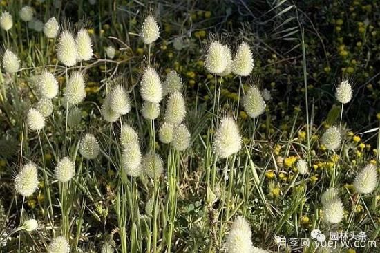又美又耐寒，適合北方的14個(gè)觀賞草種類推薦(圖3)