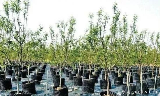 容器苗怎么固定才能防止傾倒？(圖1)